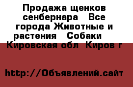 Продажа щенков сенбернара - Все города Животные и растения » Собаки   . Кировская обл.,Киров г.